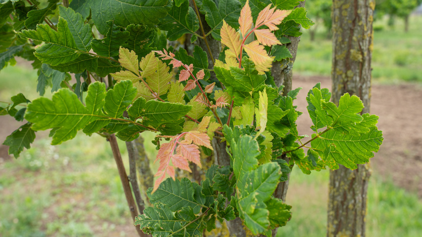 Koelreuteria paniculata 'Fastigiata' Blatt