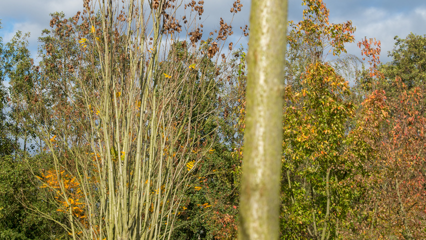 Koelreuteria paniculata 'Fastigiata' mehrstämmige