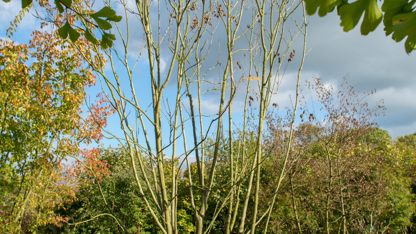 Koelreuteria paniculata 'Fastigiata' mehrstämmige