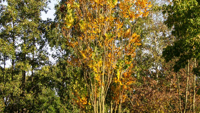 Koelreuteria paniculata 'Fastigiata' mehrstämmige