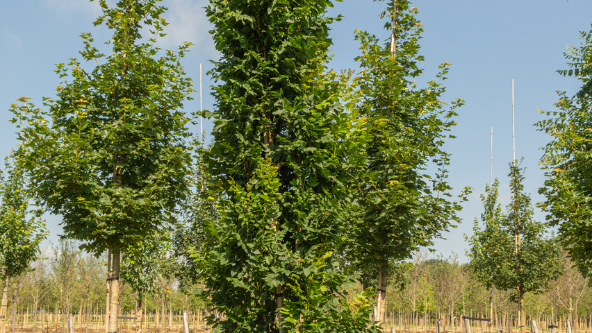 Koelreuteria paniculata 'Fastigiata' mehrstämmige