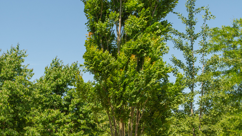 Koelreuteria paniculata 'Fastigiata' mehrstämmige