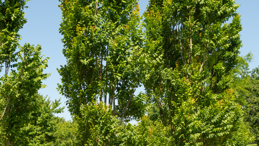 Koelreuteria paniculata 'Fastigiata' mehrstämmige