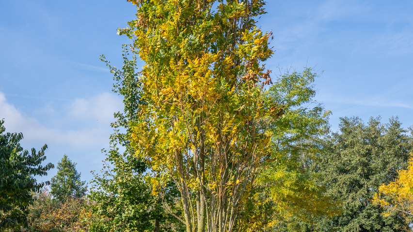 Koelreuteria paniculata 'Fastigiata' mehrstämmige