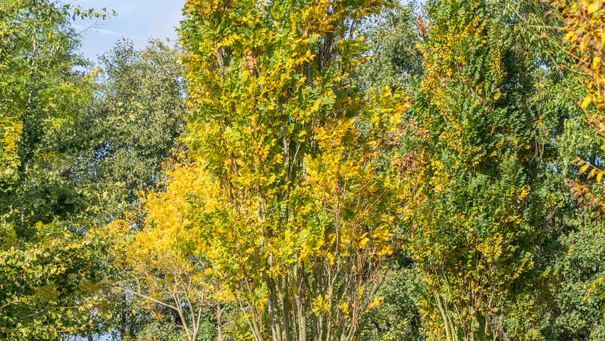 Koelreuteria paniculata 'Fastigiata' mehrstämmige
