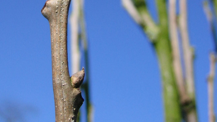 Koelreuteria paniculata 'Fastigiata' Zweige