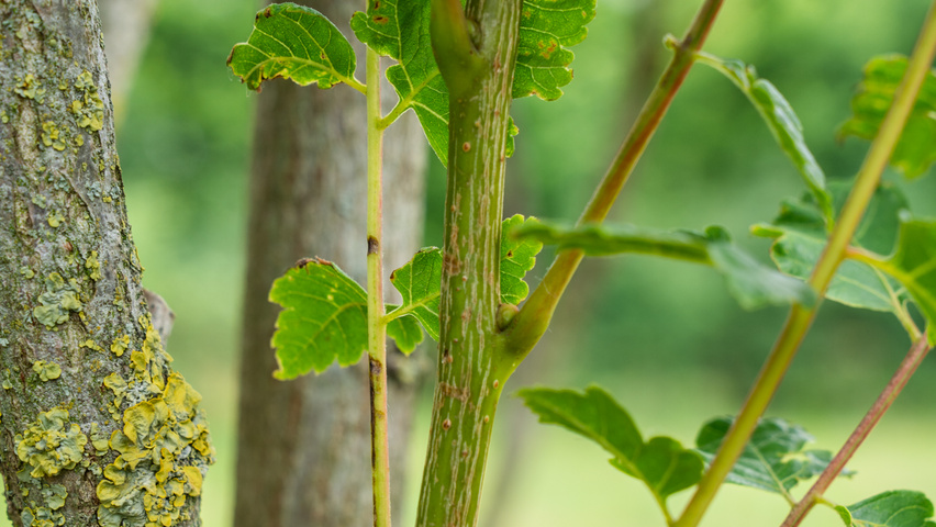Koelreuteria paniculata 'Fastigiata' Zweige