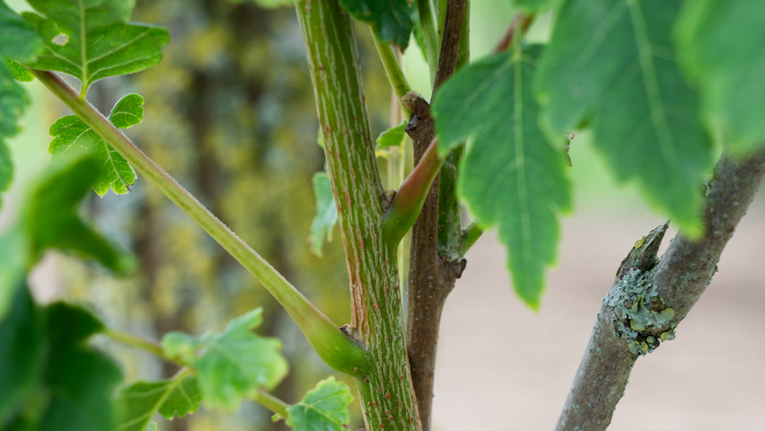 Koelreuteria paniculata 'Fastigiata' Zweige