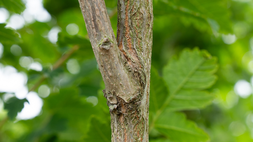 Koelreuteria paniculata 'Fastigiata' Zweige