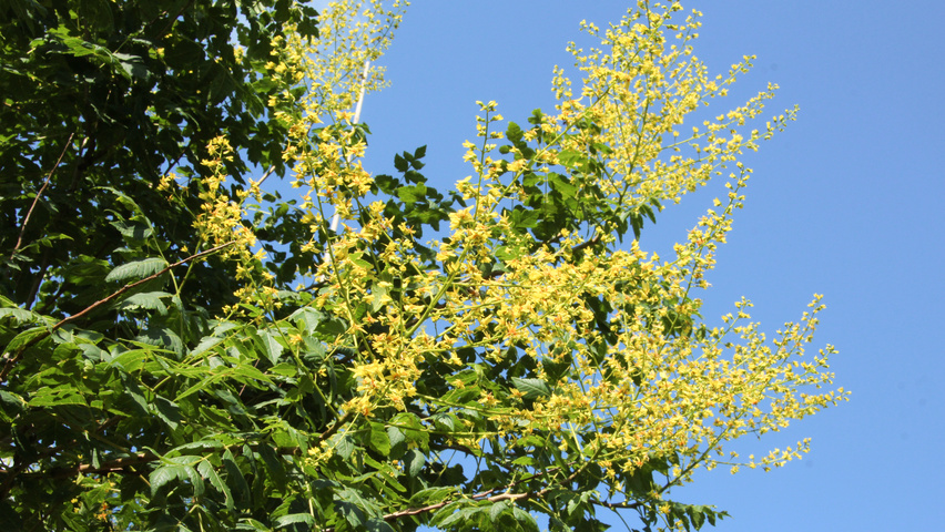 Koelreuteria paniculata Blumen