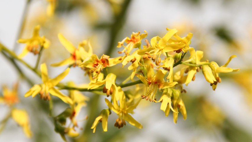 Koelreuteria paniculata bloem