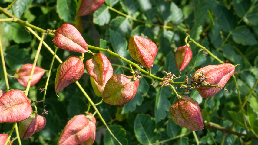 Koelreuteria paniculata vrucht