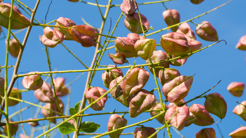 Koelreuteria paniculata vrucht