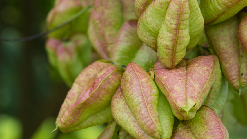 Koelreuteria paniculata vrucht