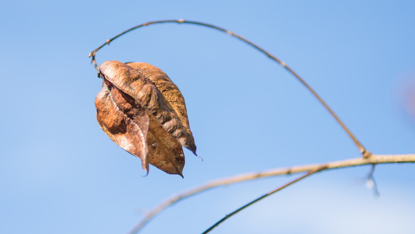 Koelreuteria paniculata vrucht