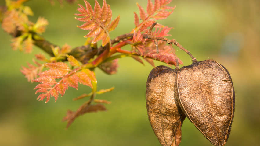Koelreuteria paniculata vrucht