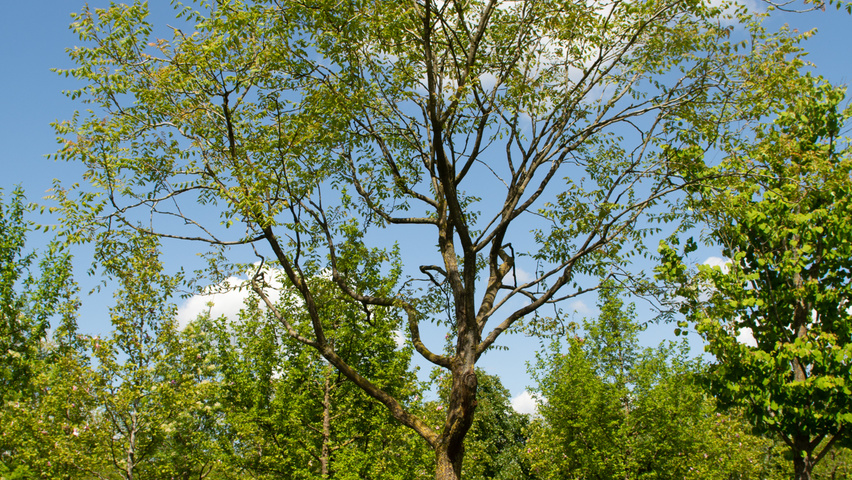 Koelreuteria paniculata hoogstam