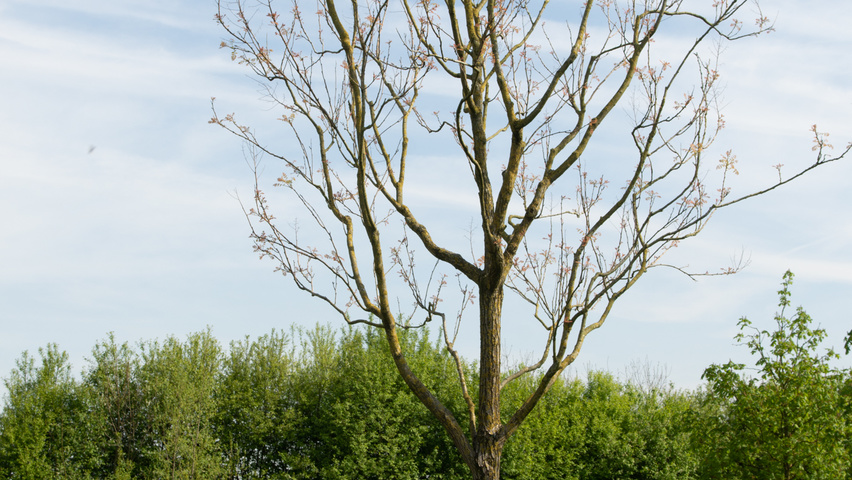 Koelreuteria paniculata hoogstam