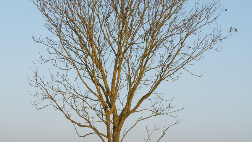 Koelreuteria paniculata hoogstam