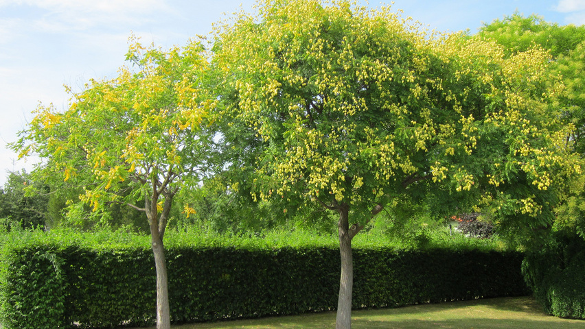Koelreuteria paniculata hoogstam