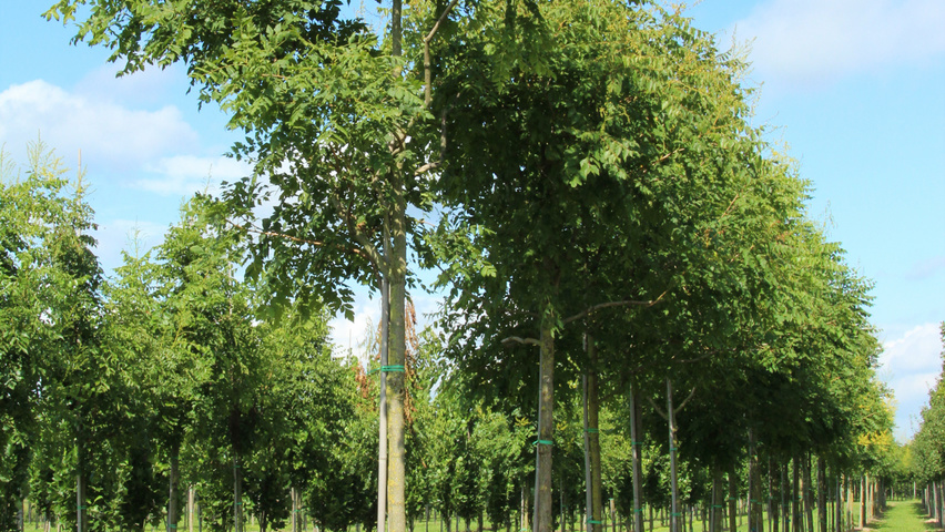 Koelreuteria paniculata hoogstam