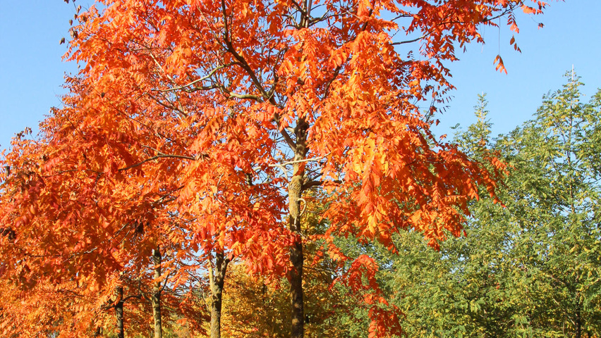 Koelreuteria paniculata hoogstam