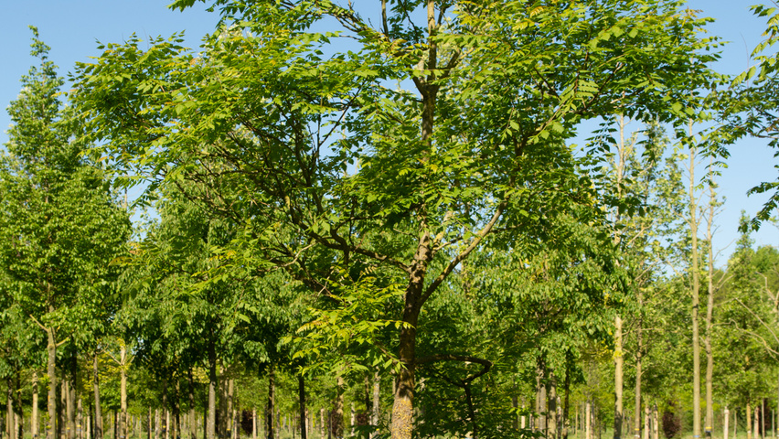 Koelreuteria paniculata hoogstam