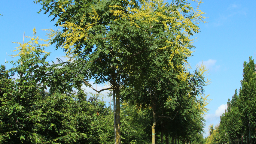 Koelreuteria paniculata hoogstam