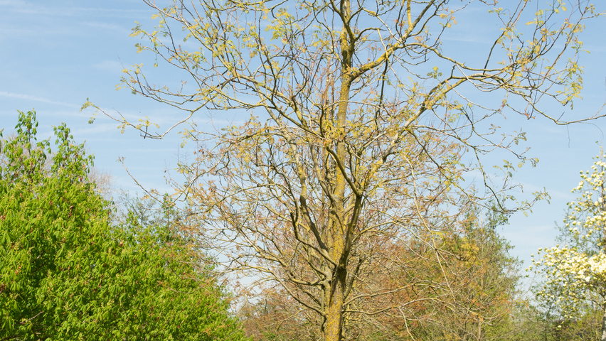 Koelreuteria paniculata hoogstam