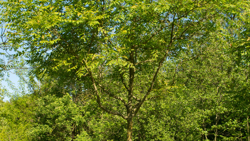 Koelreuteria paniculata hoogstam