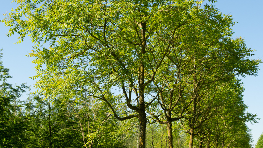 Koelreuteria paniculata hoogstam