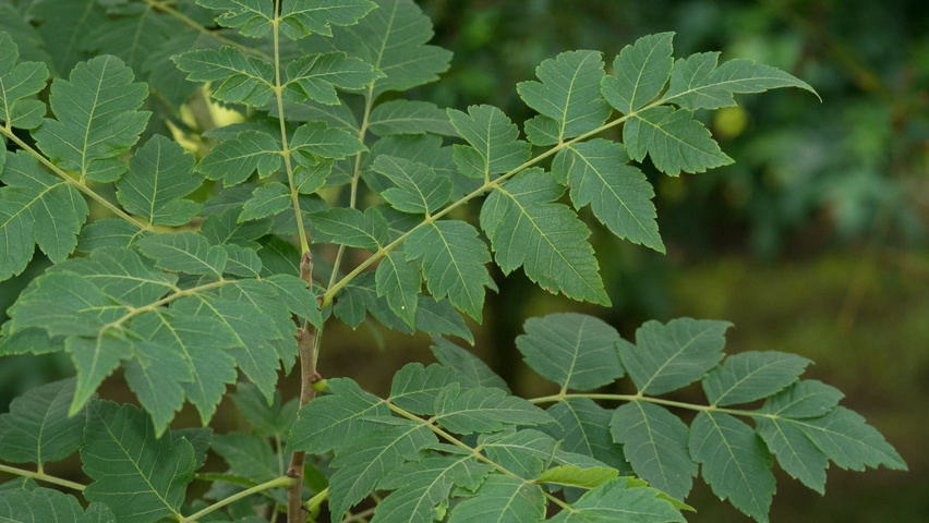 Koelreuteria paniculata blad