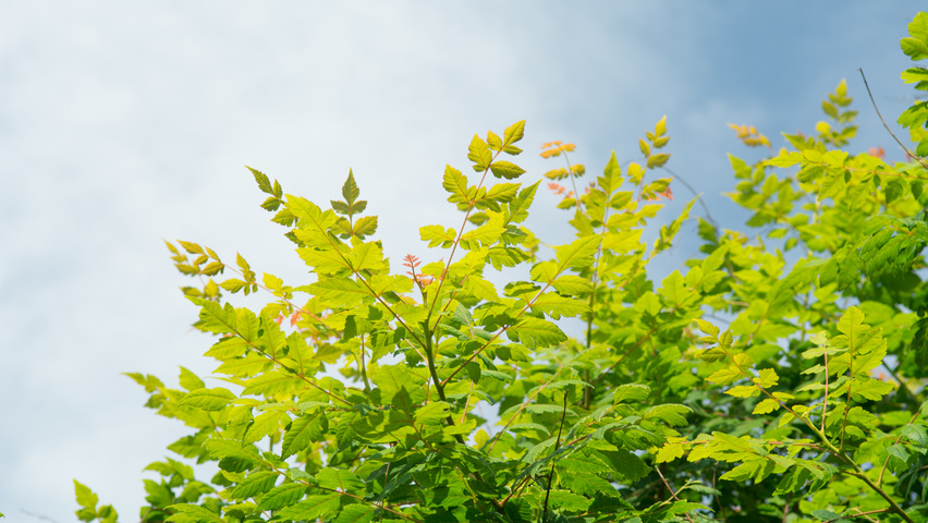 Koelreuteria paniculata blad