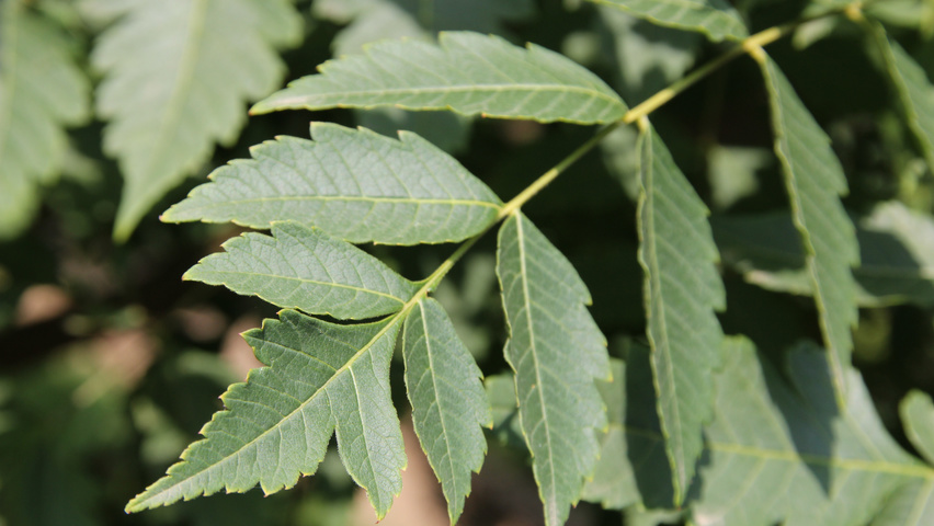 Koelreuteria paniculata blad