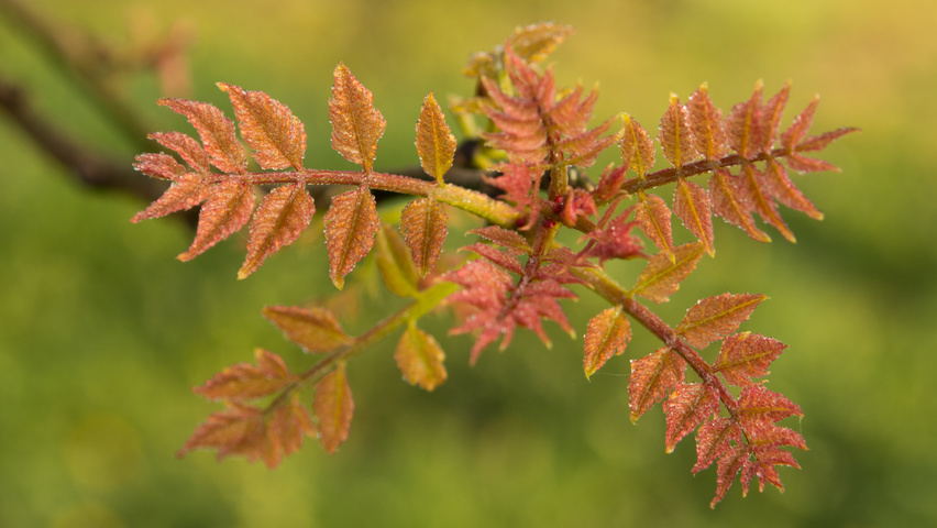 Koelreuteria paniculata blad