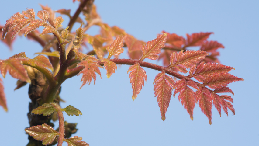 Koelreuteria paniculata blad