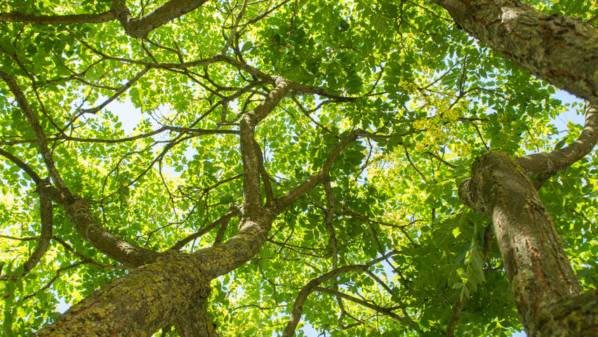 Koelreuteria paniculata blad