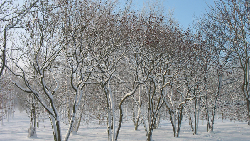 Koelreuteria paniculata meerstammig parasol