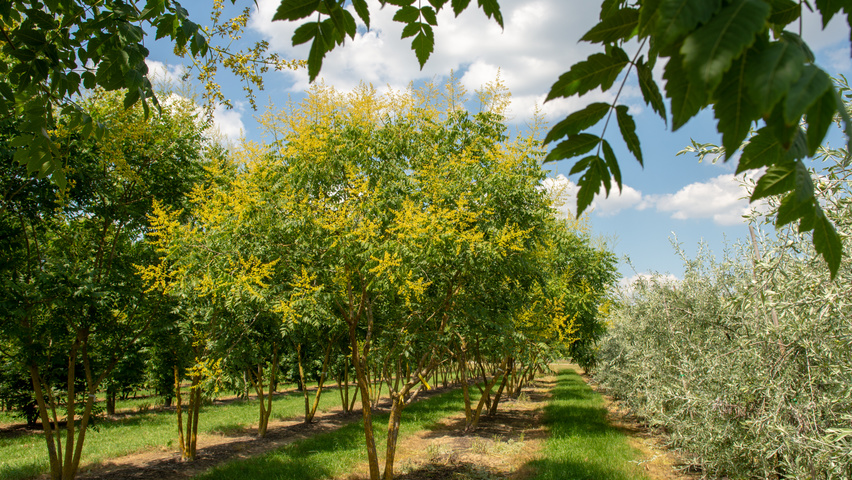 Koelreuteria paniculata meerstammig parasol