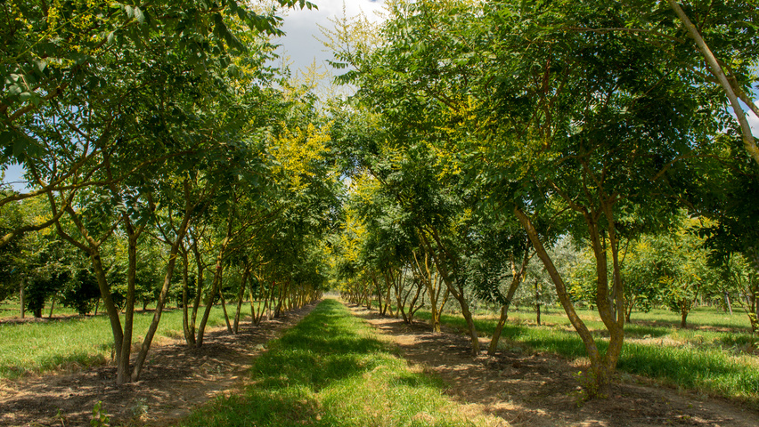 Koelreuteria paniculata meerstammig parasol