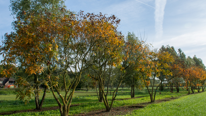 Koelreuteria paniculata meerstammig parasol