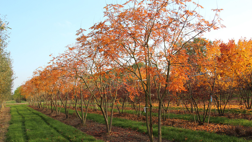 Koelreuteria paniculata meerstammig parasol