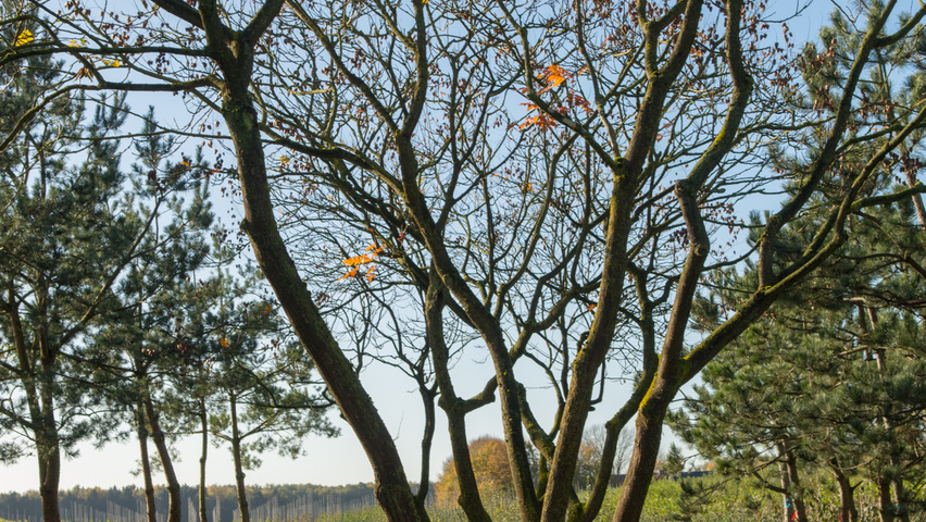 Koelreuteria paniculata meerstammig parasol