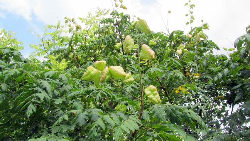 Koelreuteria paniculata 'Rosseels' fruits