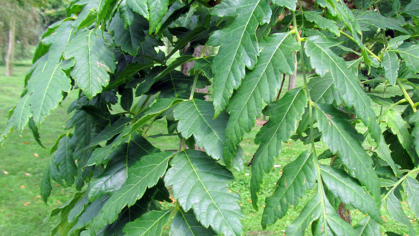 Koelreuteria paniculata 'Rosseels' leaves