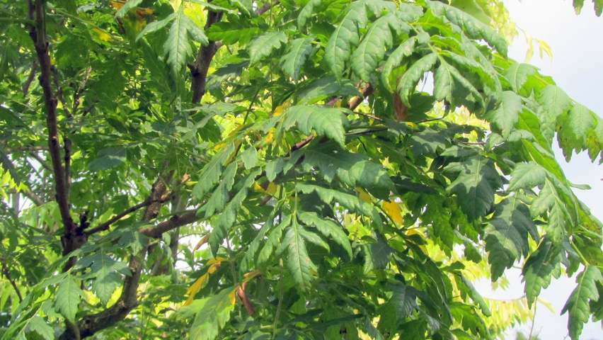 Koelreuteria paniculata 'Rosseels' leaves
