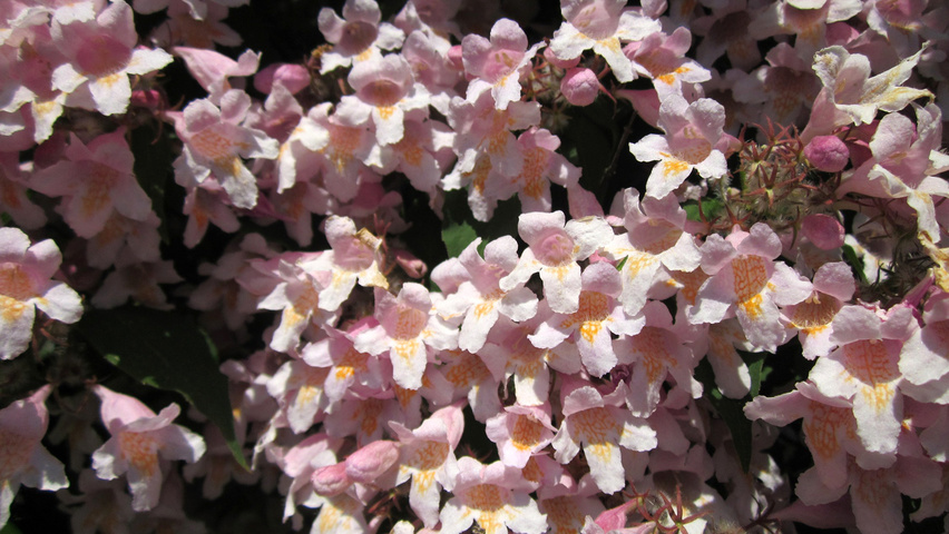 Kolkwitzia amabilis цветки