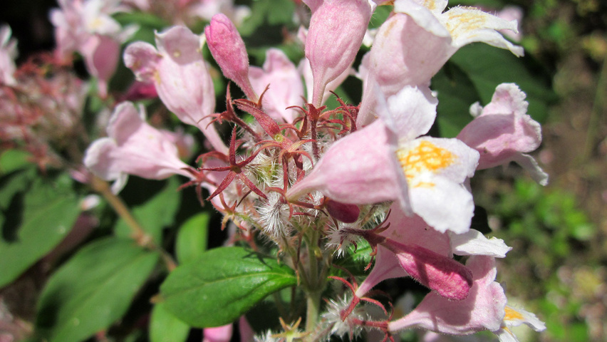 Kolkwitzia amabilis цветки