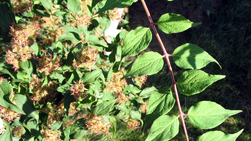 Kolkwitzia amabilis листья