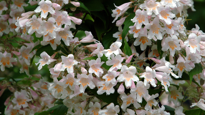 Kolkwitzia amabilis 'Pink Cloud' bloem